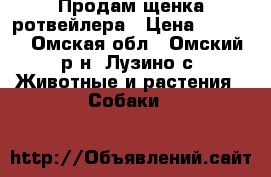 Продам щенка ротвейлера › Цена ­ 7 000 - Омская обл., Омский р-н, Лузино с. Животные и растения » Собаки   